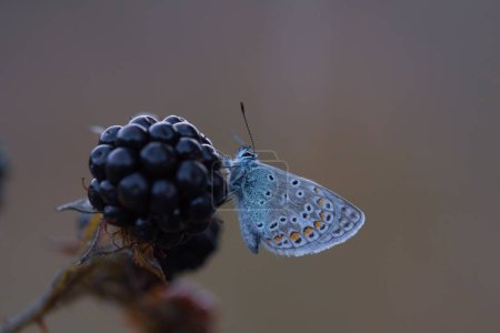 Téléchargez les photos : Un gros plan d'un papillon bleu argenté perché sur une mûre - en image libre de droit