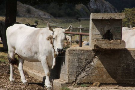 Foto de Un primer plano de una vaca blanca en un campo cerca del equipo de riego de piedra con un anillo en el cuello - Imagen libre de derechos