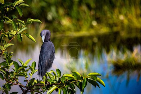 Photo for A little blue heron preening perched on a green branch on the lakeshore - Royalty Free Image