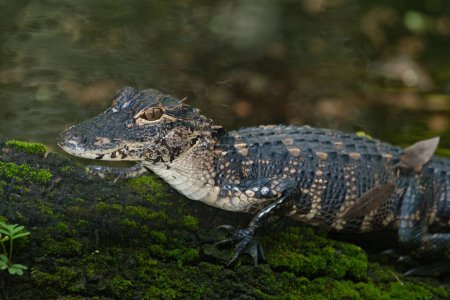 Foto de Un primer plano de un pequeño cocodrilo en una piedra musgosa junto al lago - Imagen libre de derechos