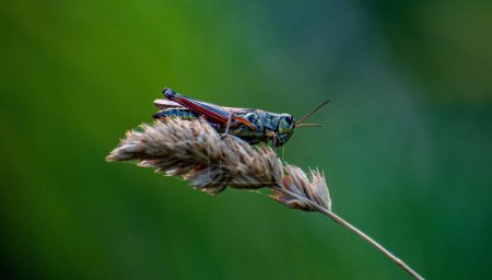 Téléchargez les photos : Une sauterelle assise sur une agropyre rampante (Elytrigia repens) - en image libre de droit