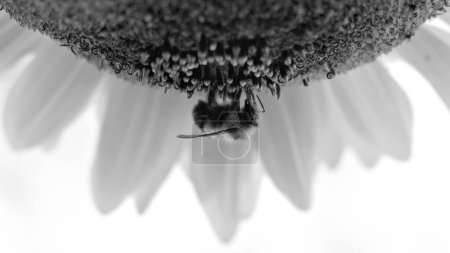 Téléchargez les photos : Un cliché en niveaux de gris d'une abeille debout à l'envers sur une fleur recueillant du nectar - en image libre de droit