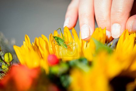 Foto de Un ramo de boda de girasol en las manos de una novia con uñas talladas e insectos pequeños - Imagen libre de derechos