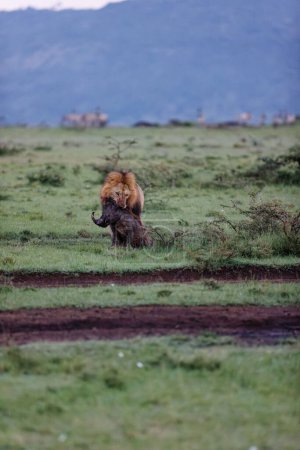Foto de Un disparo vertical de un león macho arrastrando una matanza de jabalíes en Masai Mara, Kenia - Imagen libre de derechos