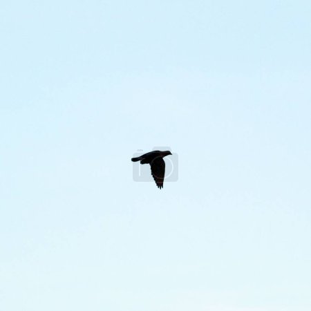 Téléchargez les photos : Un pigeon en vol dans le ciel - en image libre de droit