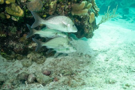 Téléchargez les photos : Un troupeau de poissons-taxons grognements blancs près du fond de la mer sous l'eau - en image libre de droit