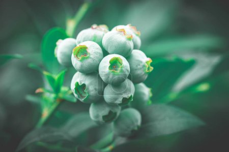Photo for A selective focus shot of a bunch of unripe blueberries on a vine - Royalty Free Image
