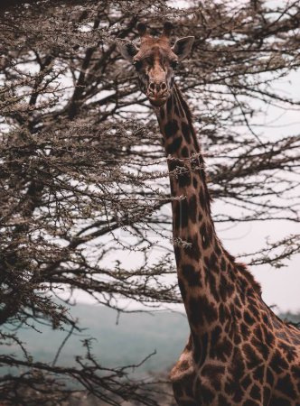 Photo for A vertical shot of a Masai giraffe in the Masai Mara national reserve in Kenya. - Royalty Free Image