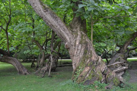 Foto de Un enorme árbol en crecimiento en el bosque - Imagen libre de derechos