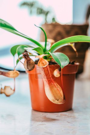 Téléchargez les photos : Vue verticale rapprochée de la plante Nepenthes alata dans un pot de fleurs - en image libre de droit