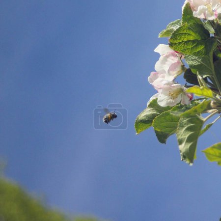 Téléchargez les photos : Gros plan d'un petit abeille près de la rose - en image libre de droit
