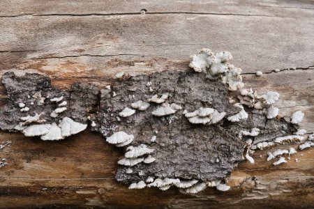 Téléchargez les photos : Le champignon cultivé sur le bois - en image libre de droit