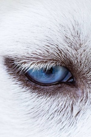 Téléchargez les photos : Gros plan vertical d'un œil bleu vif d'un chien blanc - en image libre de droit