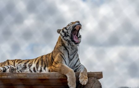 Téléchargez les photos : Un tigre sibérien rugissant sans peur se relaxant sur une planche de bois - en image libre de droit
