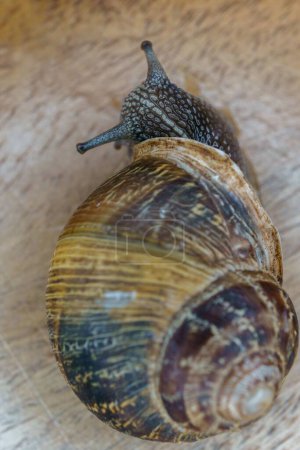 Téléchargez les photos : Close-up of a snail on a wooden table macro photography - en image libre de droit