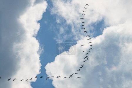 Téléchargez les photos : Un troupeau d'oiseaux volant haut dans un ciel nuageux bleu par une journée ensoleillée - en image libre de droit