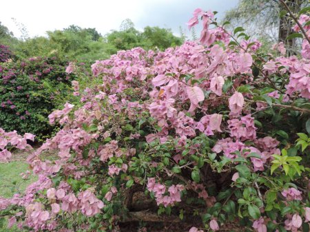 Téléchargez les photos : Gros plan de grappes de bougainvilliers roses dans les jardins botaniques de Singapour - en image libre de droit