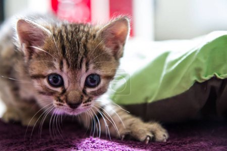Téléchargez les photos : Gros plan d'un curieux chaton à rayures brunes (Felis catus) assis sur la couverture violette d'un lit - en image libre de droit