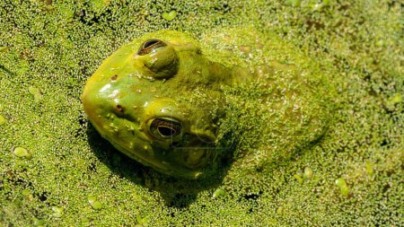 A closeup of a green toad swimming in a swamp