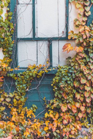 Foto de Una toma vertical de coloridos ivies en una pared en otoño - Imagen libre de derechos
