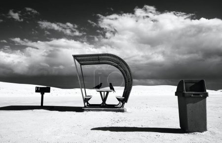 Téléchargez les photos : Un cliché noir et blanc d'oiseaux perchés sur une table avec des sièges dans une zone déserte en plein soleil - en image libre de droit
