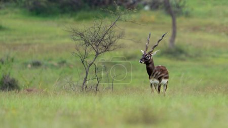 Téléchargez les photos : Une concentration sélective de mâles Blackbucks avec des cornes annelées sur le terrain dans la réserve de Jayamangali Blackbuck - en image libre de droit