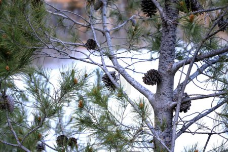 Photo for A closeup shot of a pine tree with several cones growing in the winter forest - Royalty Free Image