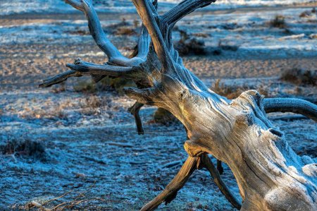 Téléchargez les photos : Un arbre sec cassé tru k dans un champ neigeux - en image libre de droit