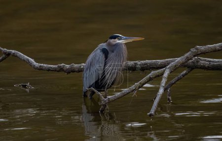 Photo for A Great blue heron with specialized feathers on its chest, standing in shallow water in a pond, with a tree branch in the background - Royalty Free Image