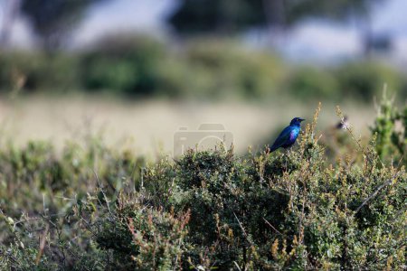 Téléchargez les photos : Un étourneau aux oreilles bleues assis au sommet d'un buisson dans le Masai Mara, Kenya - en image libre de droit