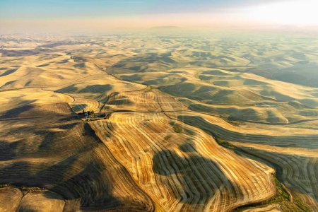 Un plan aérien de champs de blé doré dans les collines ondulantes de la région de Palouse dans l'État de Washington au lever du soleil