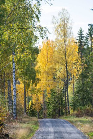 Téléchargez les photos : Vue verticale d'une route dans un parc d'arbres d'automne jaunes et verts par une journée ensoleillée - en image libre de droit