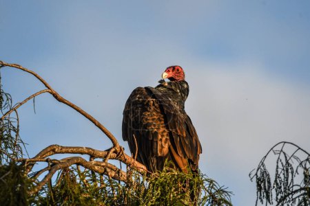 Téléchargez les photos : Un vautour dinde (cathartes aura) perché sur une branche - en image libre de droit