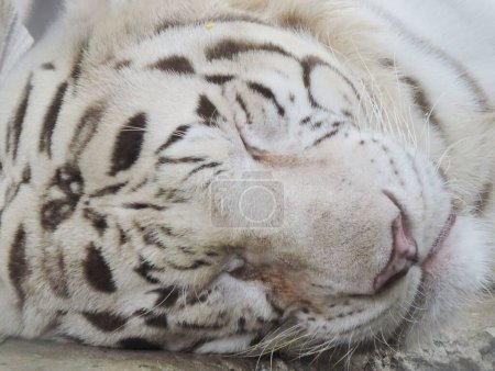 Foto de El tigre blanco o tigre blanqueado es una variante de pigmentación del tigre de Bengala, que se reporta en la naturaleza de vez en cuando en los estados indios.. - Imagen libre de derechos