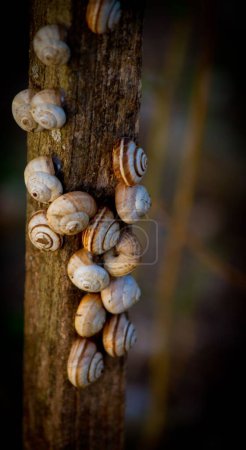 Téléchargez les photos : Un gros plan de petits escargots perchés sur un tronc d'arbre - en image libre de droit