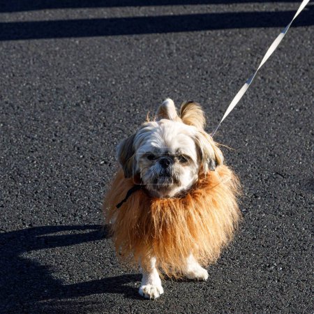 Foto de Un vestido para matar para un desfile de niños locales un perrito vestido como un león en Oregon - Imagen libre de derechos