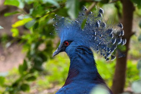 Foto de Un enfoque selectivo de la paloma coronada occidental (Goura cristata) - Imagen libre de derechos