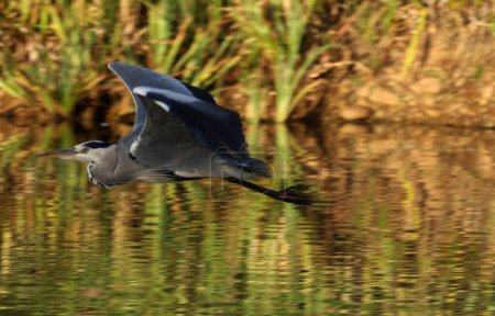 Téléchargez les photos : Plan rapproché d'un Grand Héron volant avec ses ailes grandes ouvertes au-dessus du lac - en image libre de droit