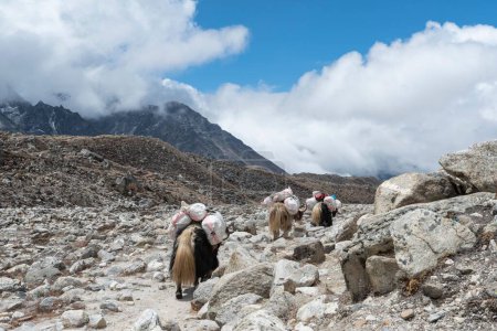 Foto de Una vista de cerca de los yaks que transportan cargas en el camino del Himalaya - Imagen libre de derechos