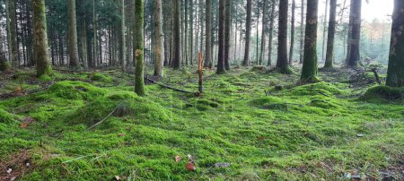 Téléchargez les photos : Une belle vue sur l'herbe fraîche dans une forêt avec de grands arbres au lever du soleil - en image libre de droit