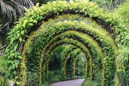 Téléchargez les photos : Un jardin avec plafond en arc vert décoré - en image libre de droit