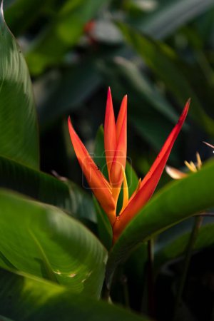 Foto de Una macro vertical de un pájaro de una flor paradisíaca - Imagen libre de derechos