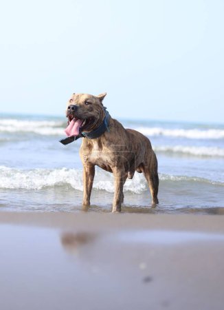 Téléchargez les photos : Troy Guard pitbull terrier américain - en image libre de droit