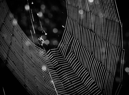 Photo for A grayscale shot of a spider web with bokeh lights - Royalty Free Image