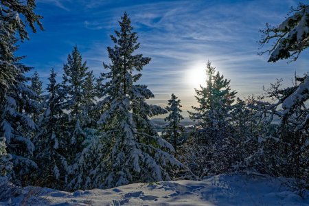 Foto de Los árboles cubiertos de nieve en Horth Hill, North Saanich, BC Canadá - Imagen libre de derechos