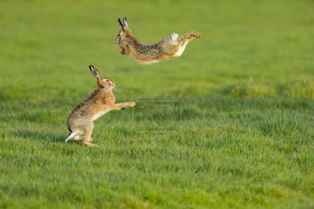 Una vista panorámica de dos conejos liebre encontrados saltando en un campo abierto