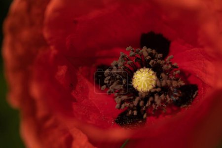 Foto de Un macroplano de una flor de amapola roja y sus suaves pétalos sobre un fondo aislado - Imagen libre de derechos