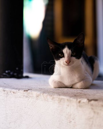 Photo for A vertical shot of a black white adorable cat laying on a stone ledge - Royalty Free Image