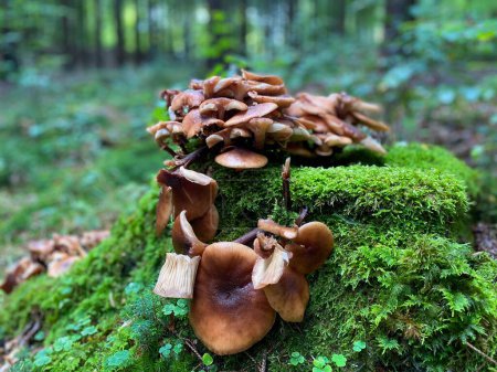 Téléchargez les photos : Gros plan de champignons bruns du miel poussant dans une forêt tropicale près de la mousse - en image libre de droit