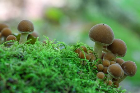 A closeup of common stump brittlestem (Psathyrella piluliformis) mushrooms growing under the sunlight